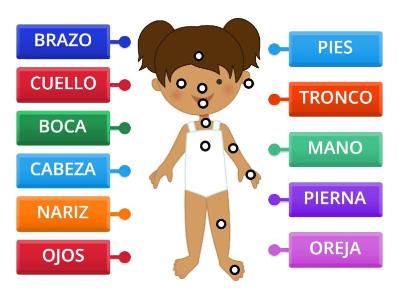 PARTES EXTERNAS DEL CUERPO HUMANO - Labelled diagram