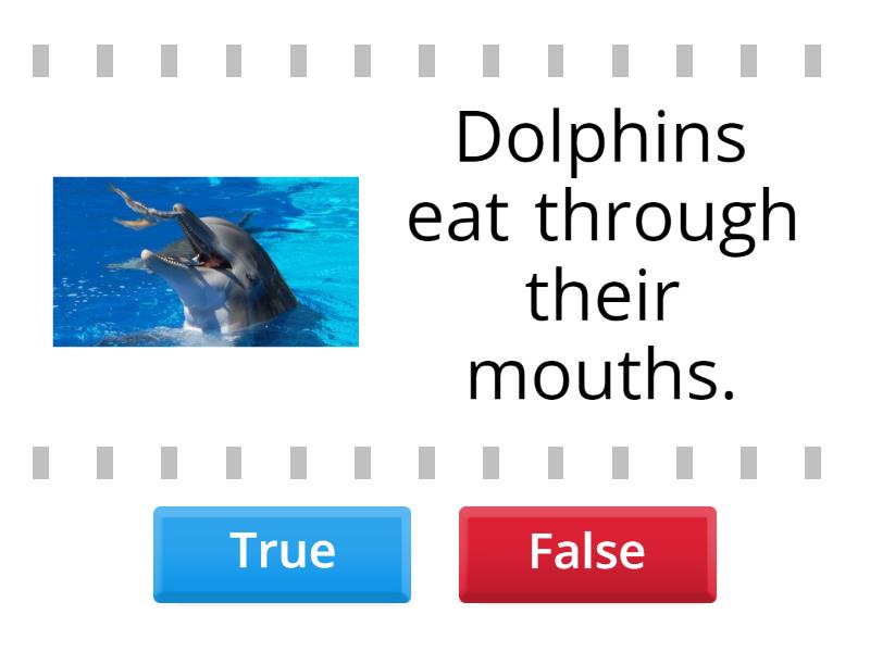 Conversation Dolphins - True or false