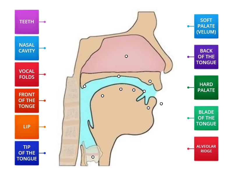 VOCAL TRACT DIAGRAM - Labelled diagram