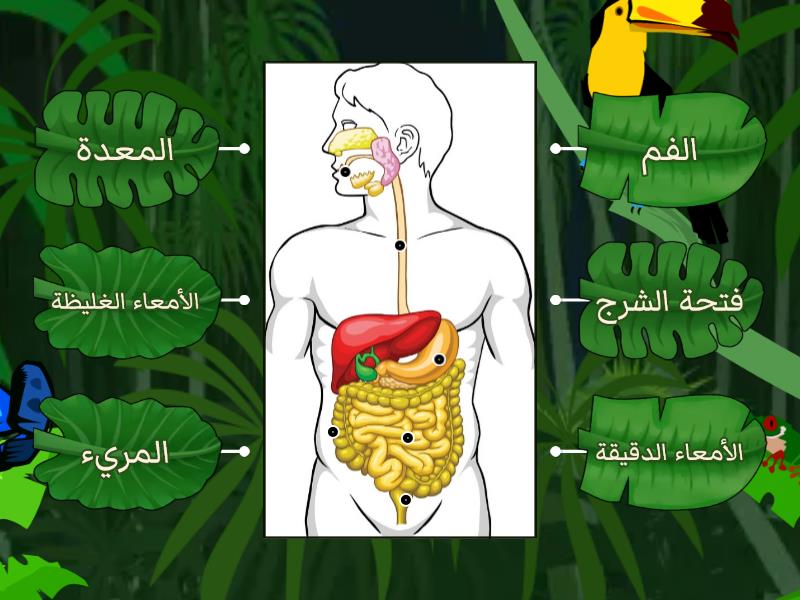 الجهاز الهضمي مخطط المربعات 1111