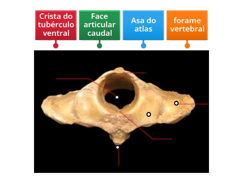 Atlas vista caudal - Labelled diagram