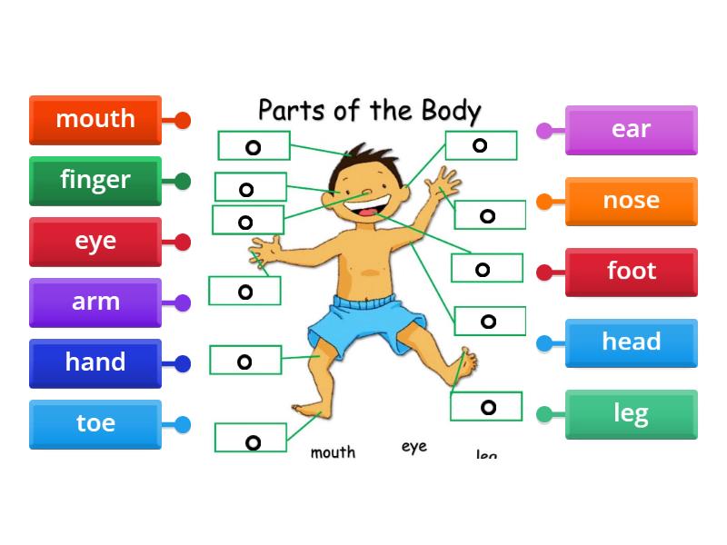 Parts of the body - Labelled diagram