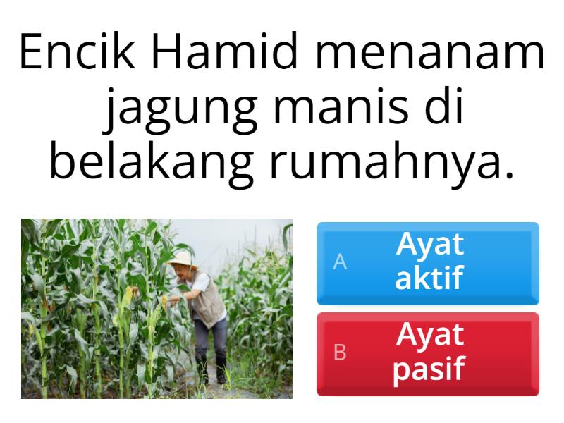 Kuiz Ayat Aktif Dan Ayat Pasif : Tanaman Jagung - Quiz