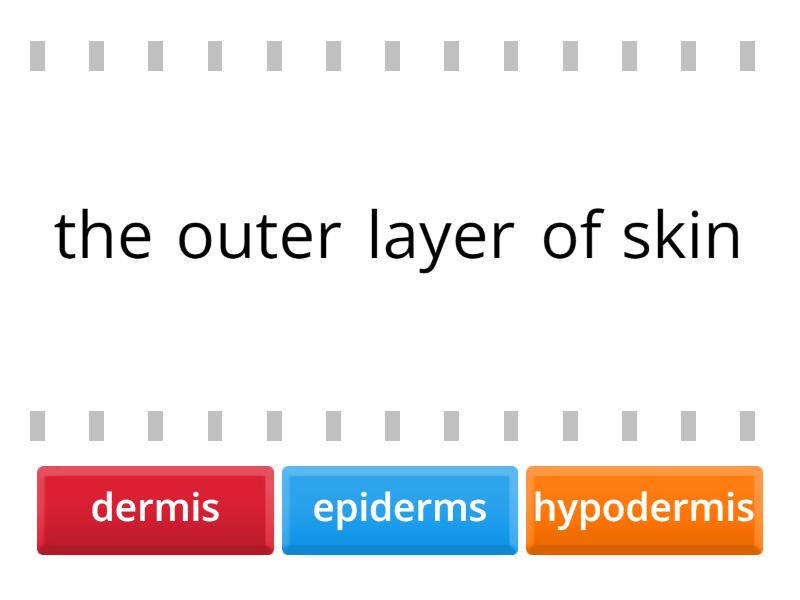 Integumentary System Online Game - Find The Match