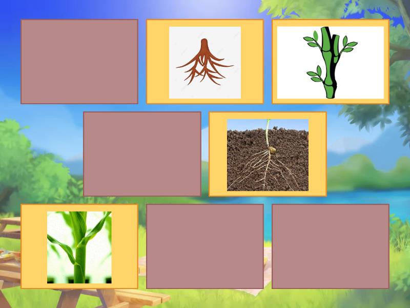 PARTES DE LAS PLANTAS - Combine os pares