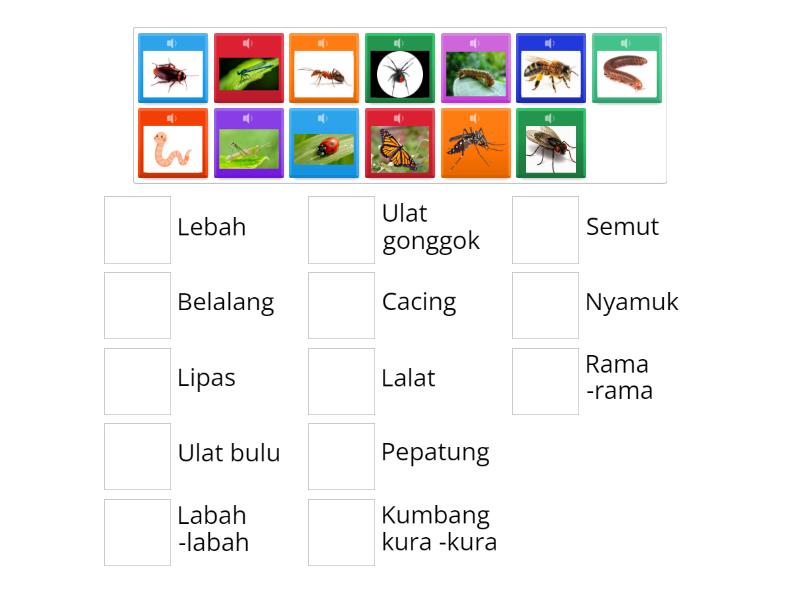 Mengenal Nama Nama Serangga Match Up