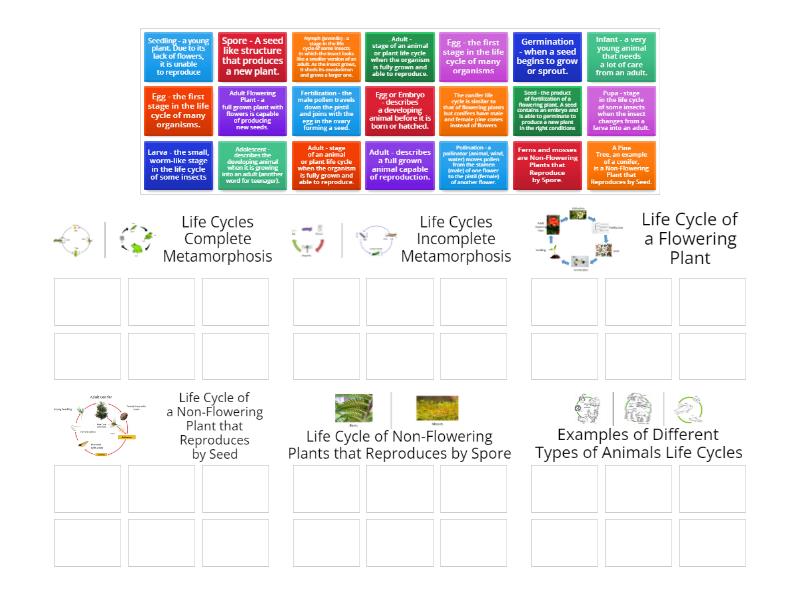 Life Cycles - Group sort