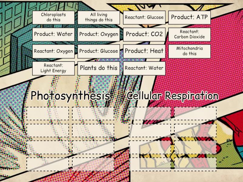 Photosynthesis and Cellular Respiration - Group sort