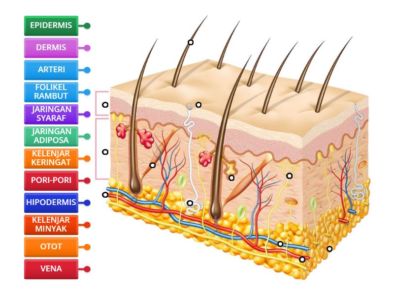 Struktur Kulit Labelled Diagram