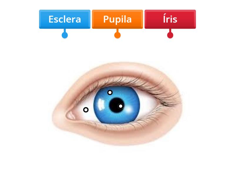 Estrutura do olho humano labelled diagram
