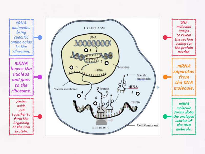 this structure is the site of protein synthesis creation