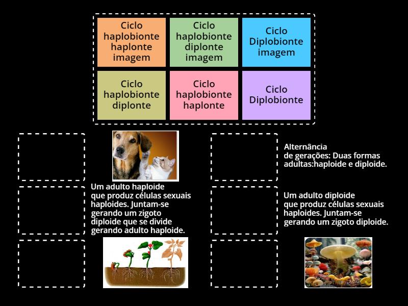 Ciclo de vida - Match up