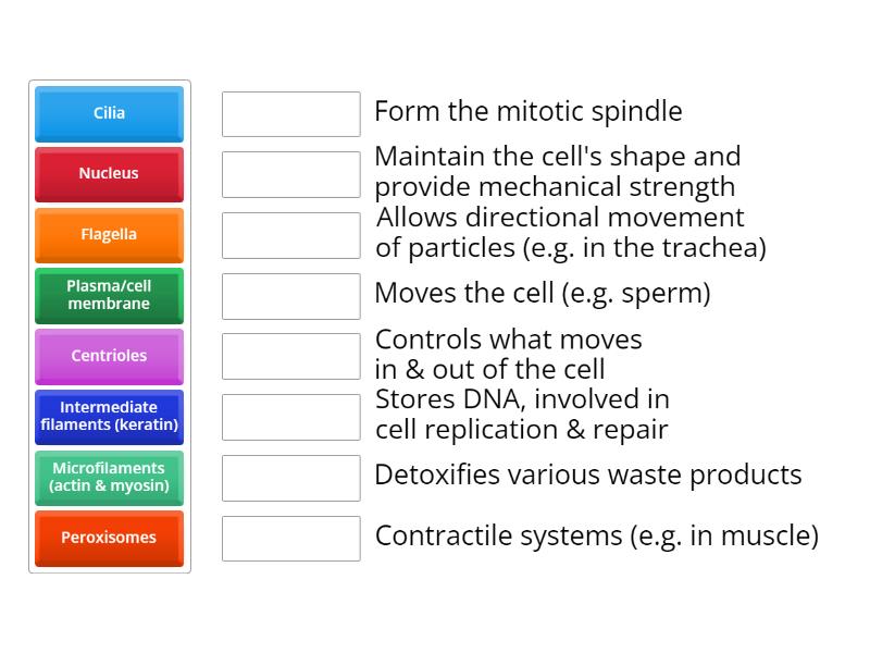 The Cell - Match up