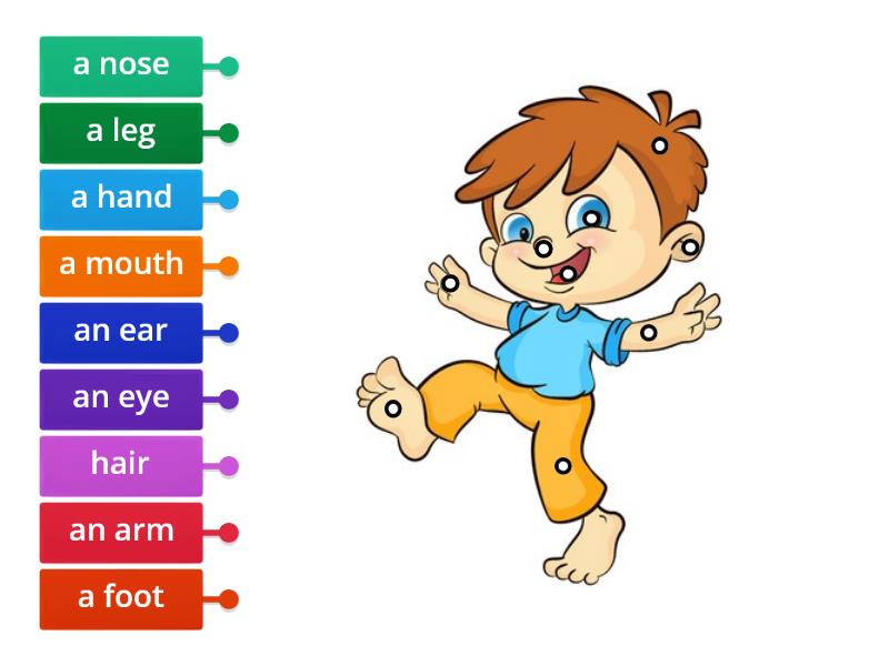 Body Parts Human Labelled Diagram