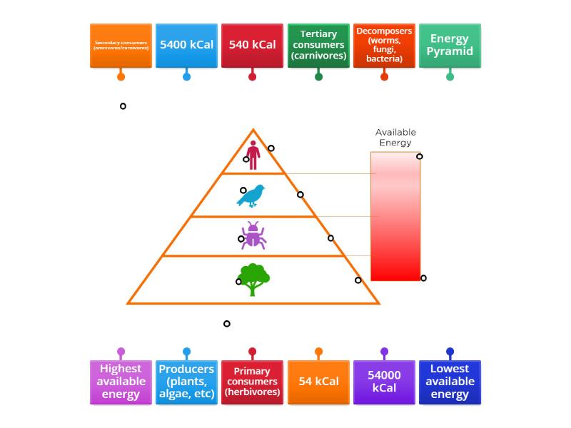 Energy Pyramid Labelled diagram