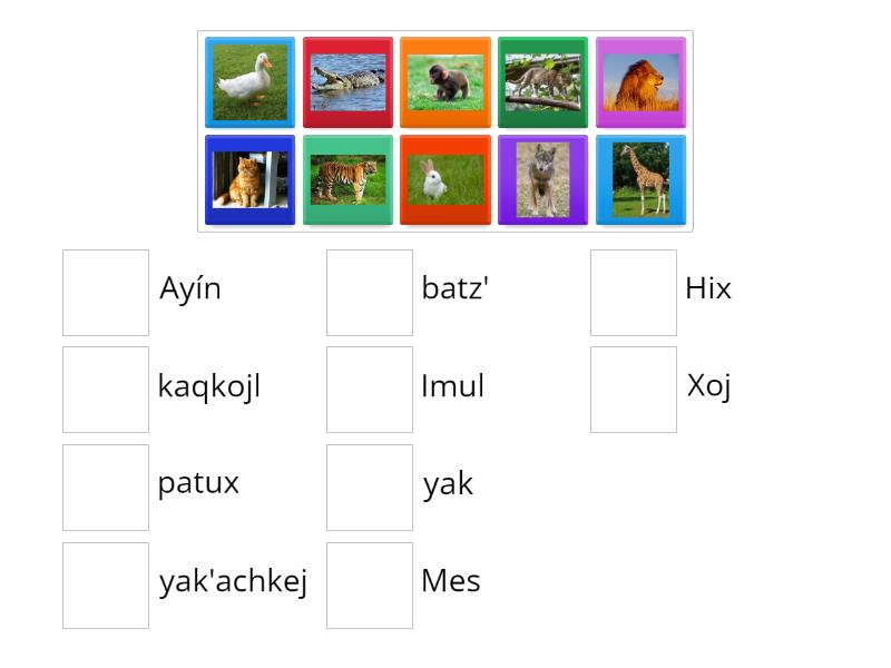 Los animales en q'eqchi' - Match up