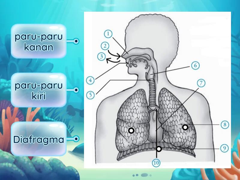 Sistem Pernapasan Manusia - Labelled diagram