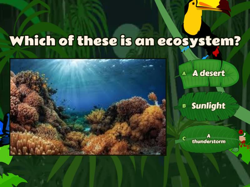 Ecosystem - Quiz