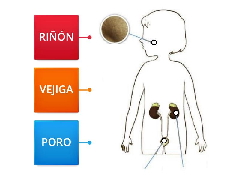 Sistema Excretor Diagrama Con Etiquetas 0159