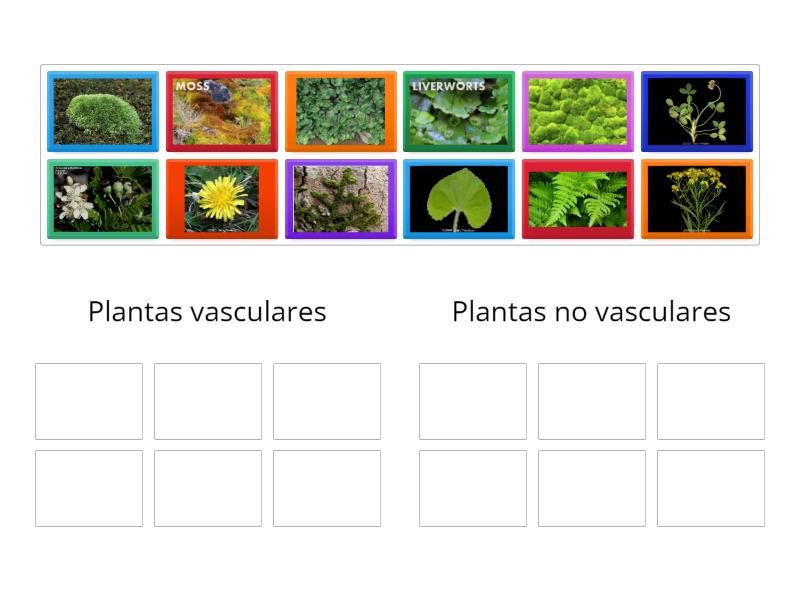 Plant intelligence overview