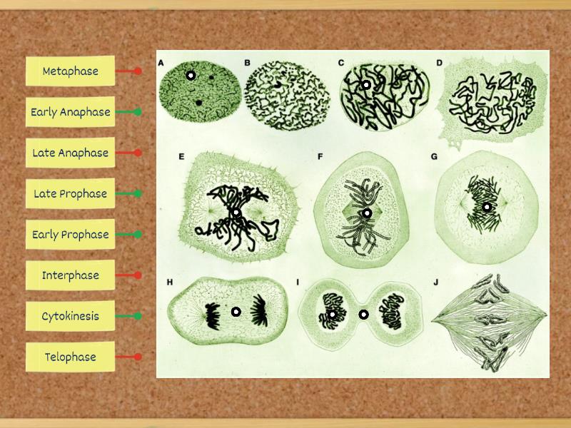 different stages of mitosis explained