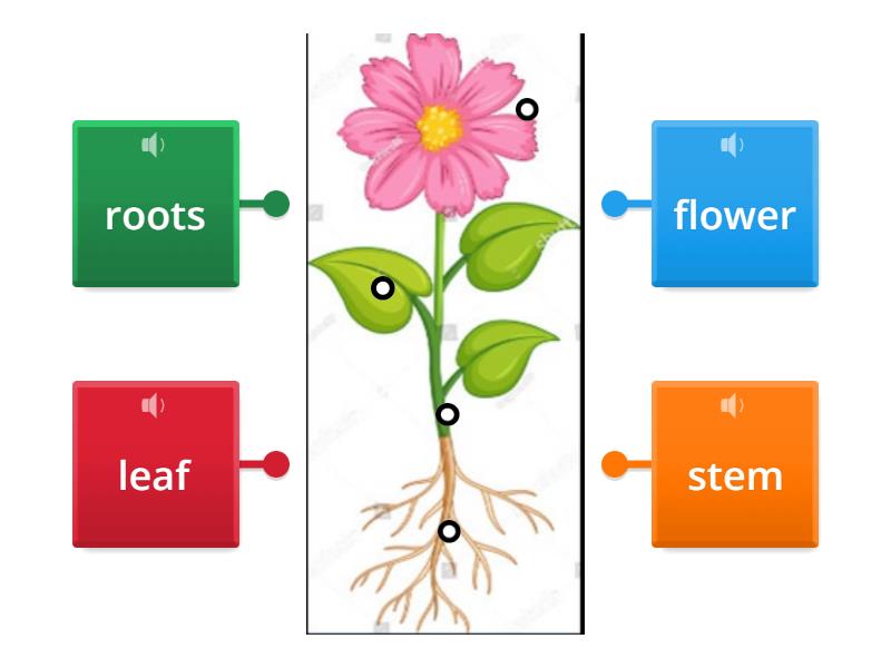 parts of plants - Labelled diagram