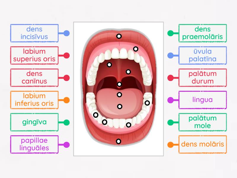 Делови на усна шуплина (Partes cavi orālis) - Labelled diagram
