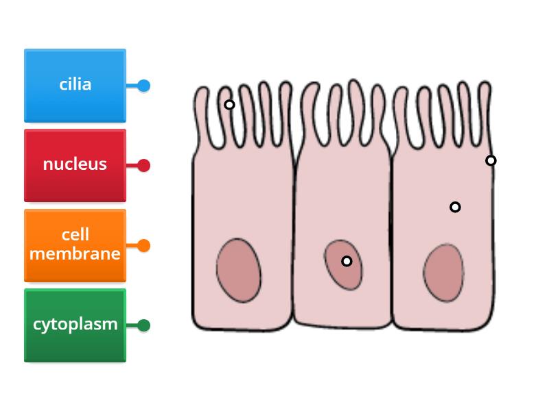 Ciliated Cell - Labelled Diagram