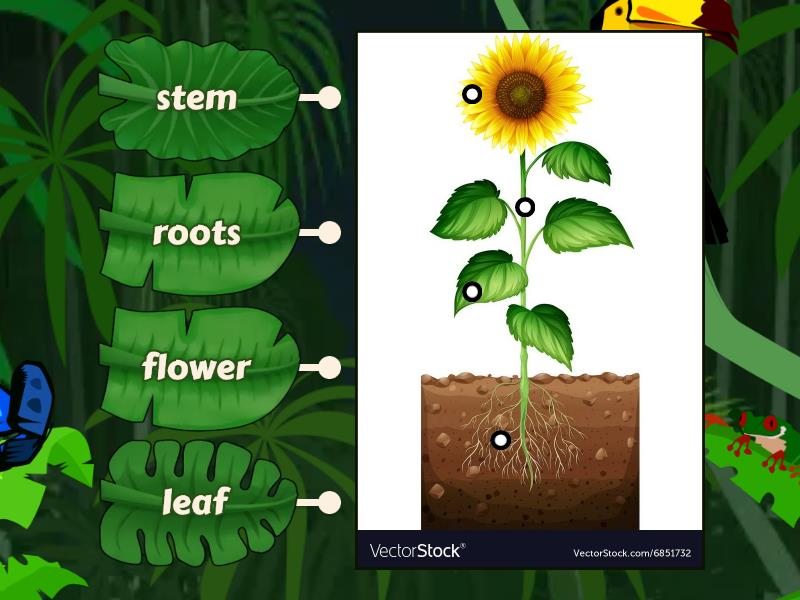 Label the plant - Labelled diagram