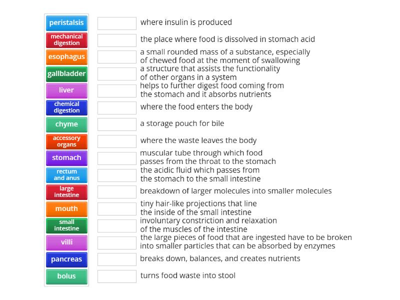 Digestive System - Match up
