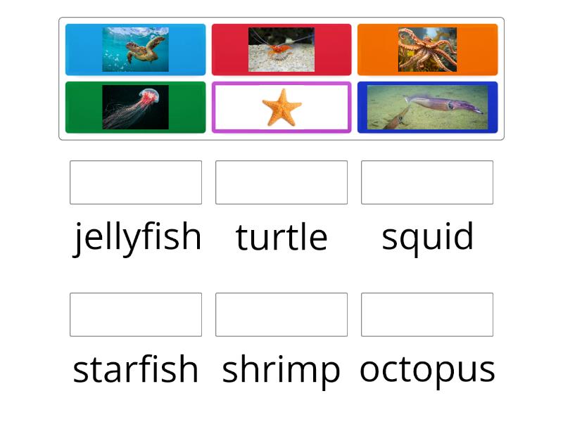 SEA ANIMALS - Match up