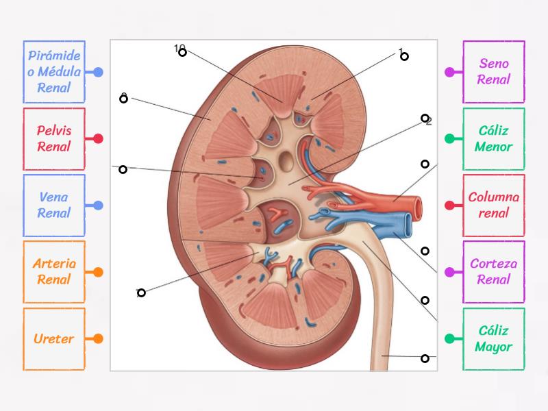 Riñón: Estructura microscópica - Diagrama con etiquetas