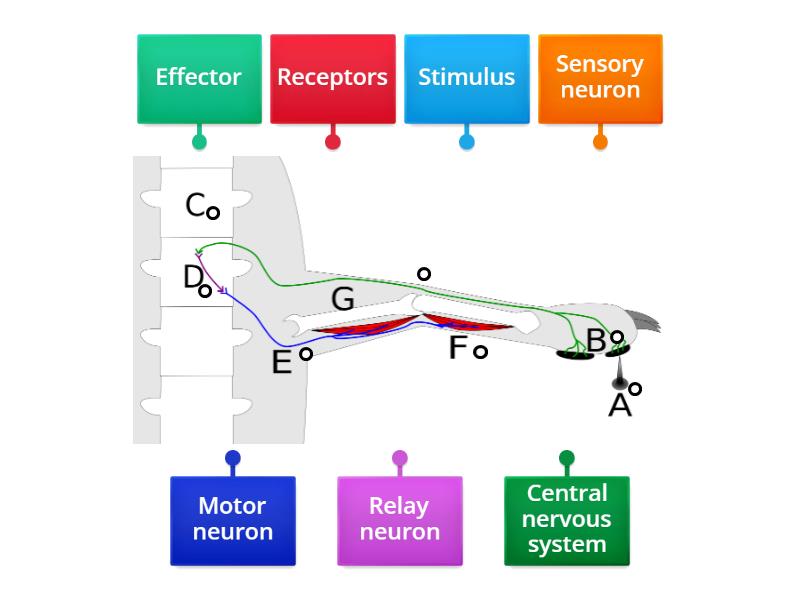 Reflex Arc Labelled Diagram 0397