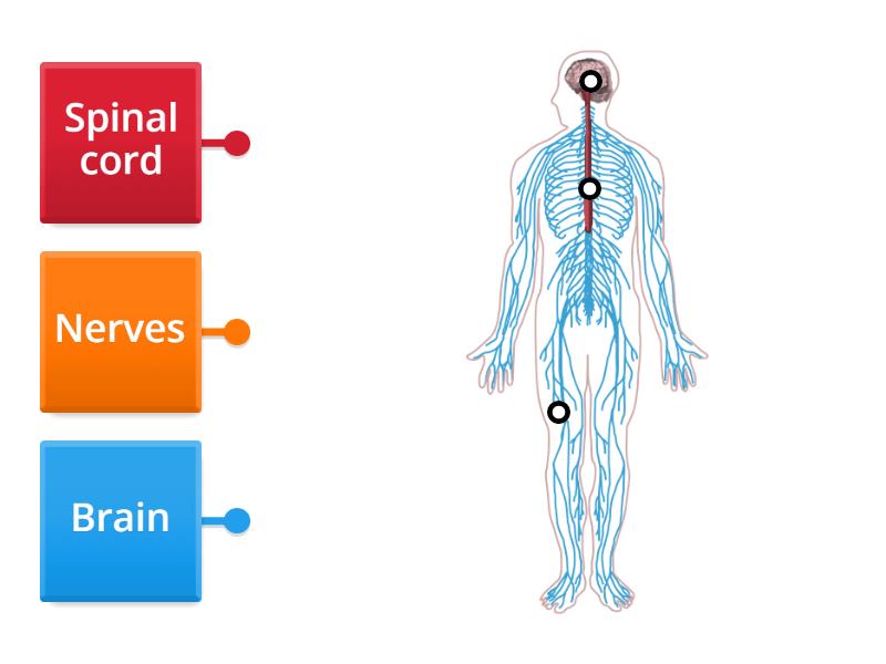 Nervous system - Labelled diagram