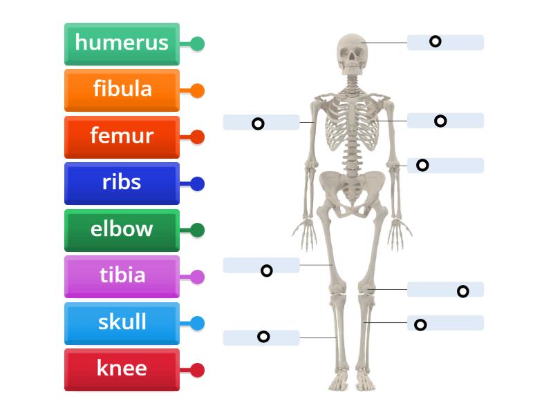 Skeletal system - Labelled diagram