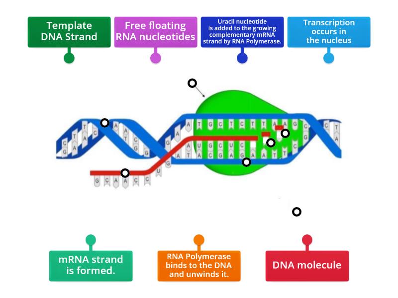 Transcription Model - Labelled Diagram