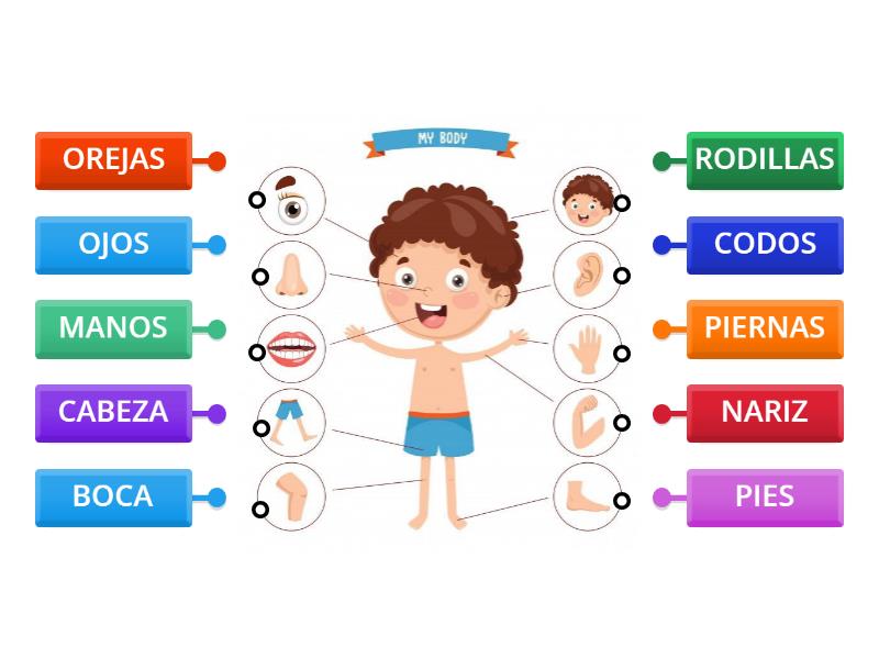 PARTES DEL CUERPO (copia) - Labelled diagram