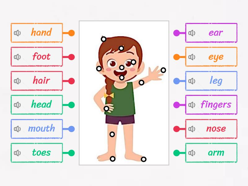 Body Parts - Labelled Diagram