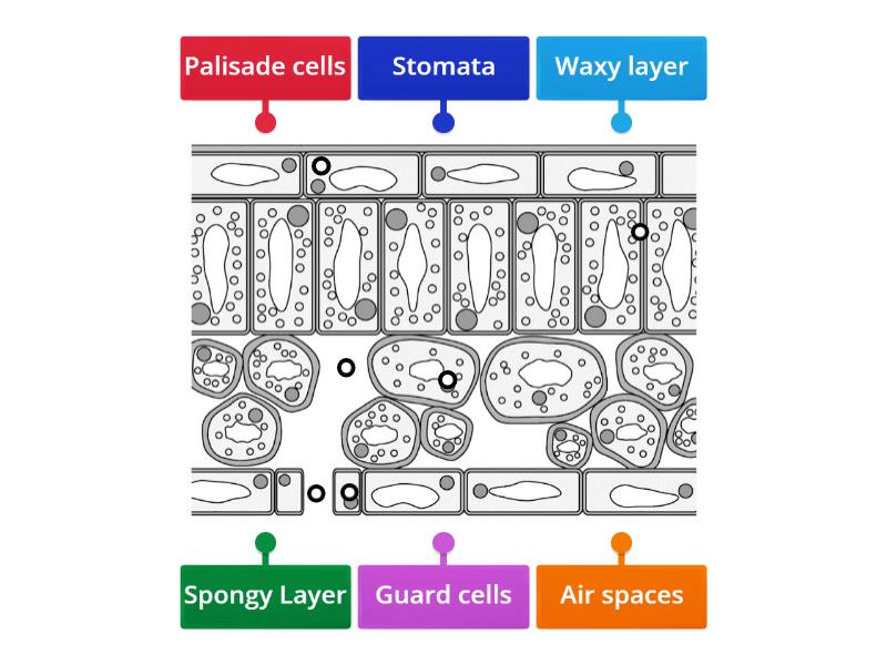 KS3 Cross section of leaf - Labelled diagram