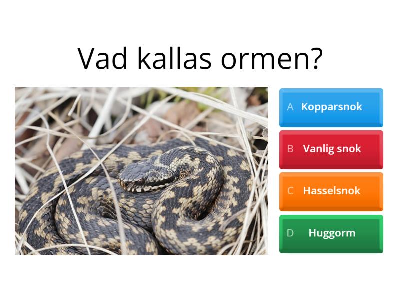Svenska grod- och kräldjur - Quiz