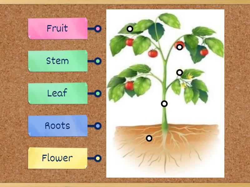 Parts of the plants. - Labelled diagram