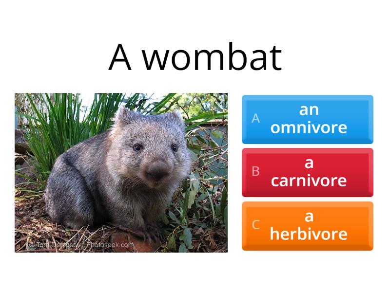 Carnivore - Herbivore - Omnivore - Quiz