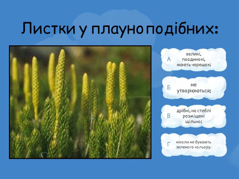 Плауни - Вікторина