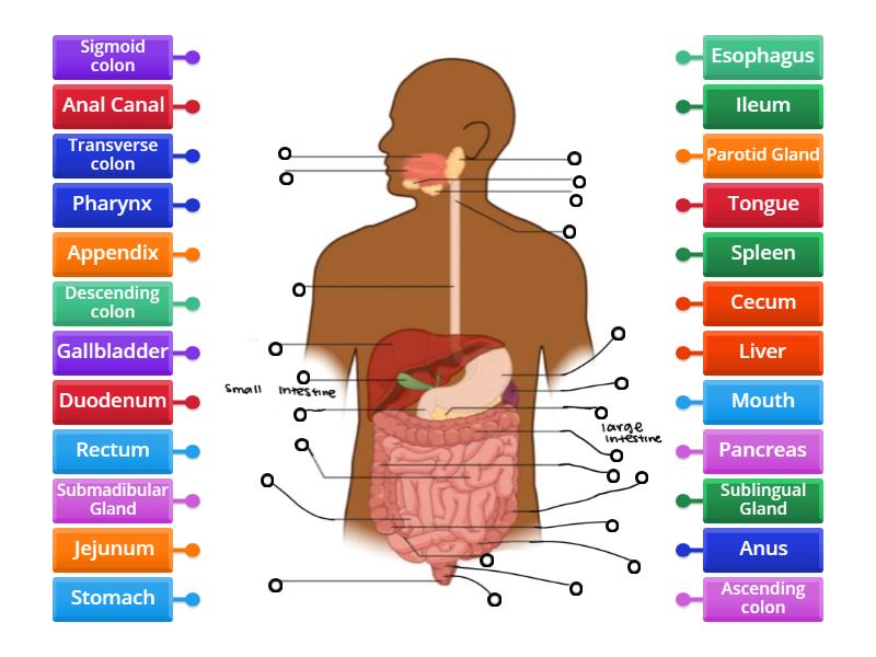 Digestive System Biology Diagrams