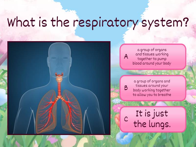 Breathing and the Lungs - Quiz