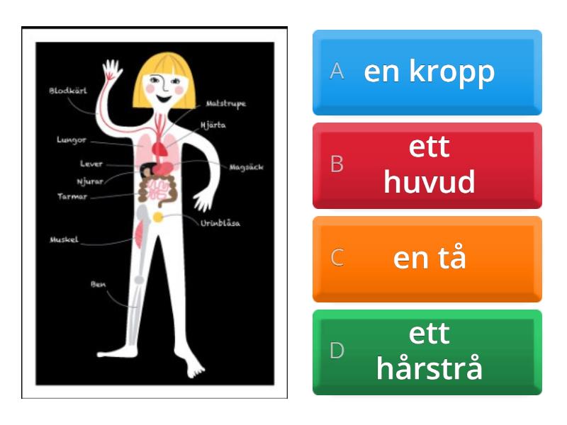 Kroppsdelar SvA - Quiz