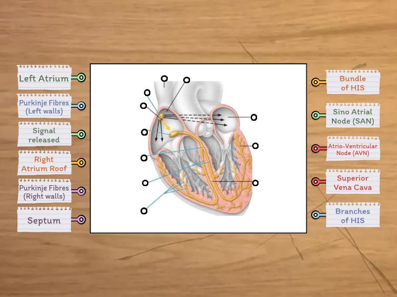 Label the Cardiac Intrinsic Conduction System - Diagrama con etiquetas