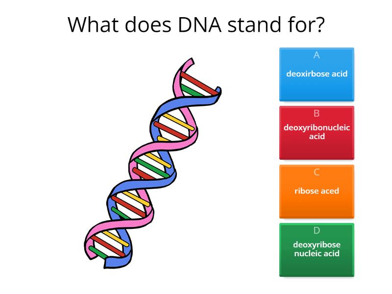 DNA Review - Quiz