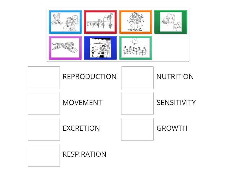 characteristics of living things online activity