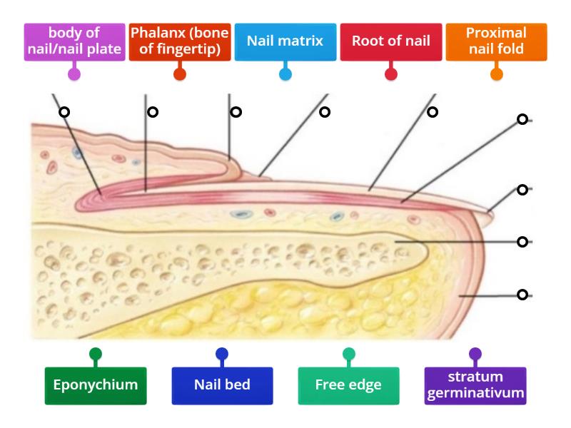 Diagram of the nail - Labelled diagram